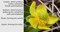 Ranunculus glaberrimus.jpg